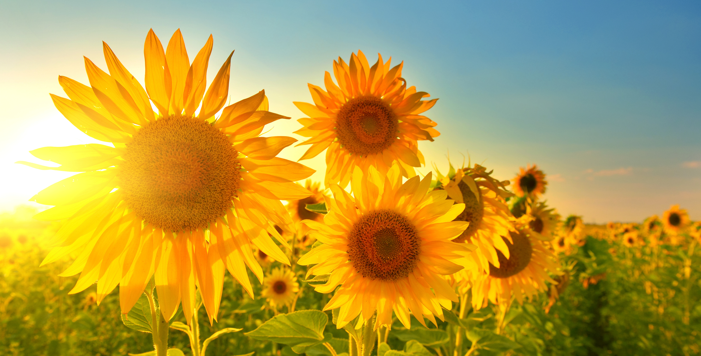 Sunflowers The Importance of Cultivating the Use of Self