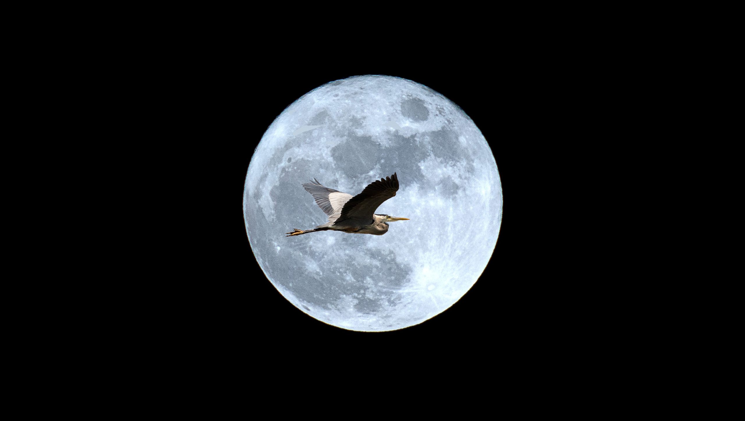 Great Blue Heron in flight over the full moon Relationships and Self Practice - Part 2