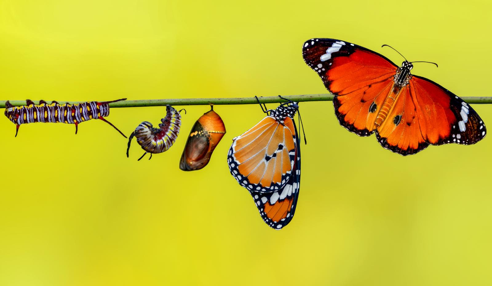 The Importance of Cultivating the Use of Self
