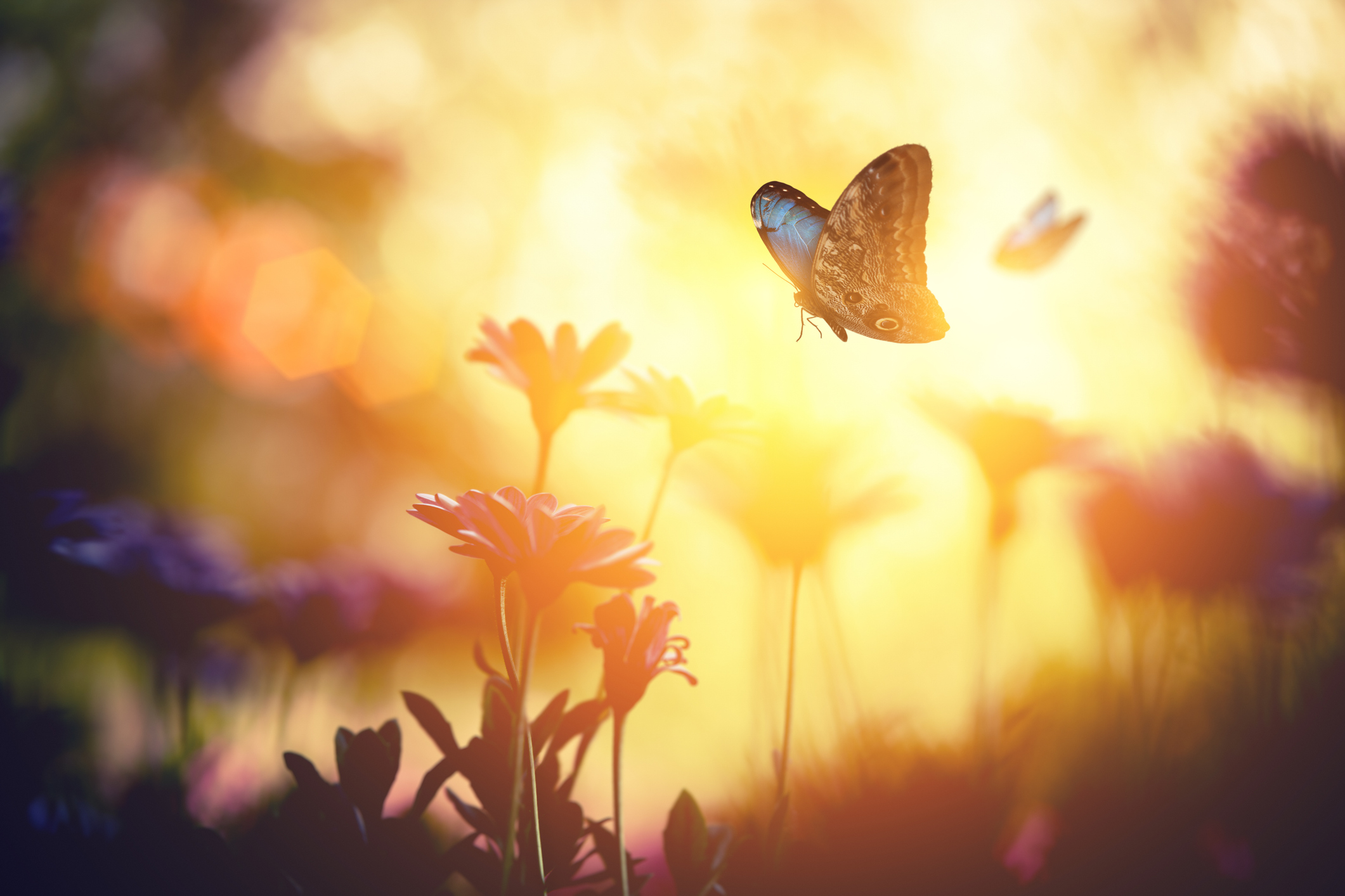 Meadow with Butterflies The Importance of Cultivating the Use of Self