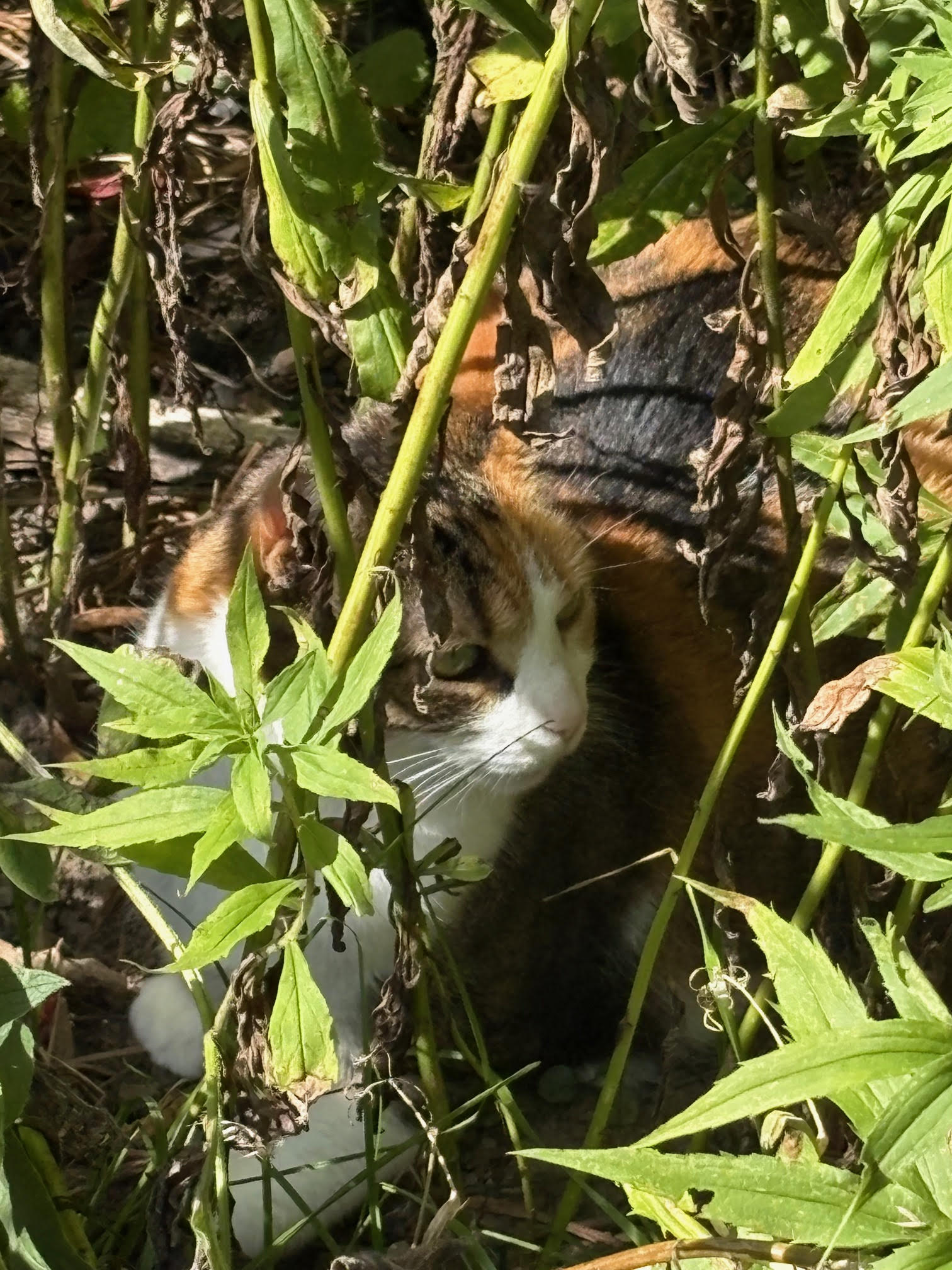 Tara Cat 1