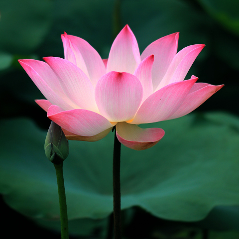 Life Transitions & Identity Shifts